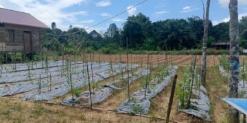 Ironi di Lumbung Pangan IKN: Saat Petani Kaltim “Mati” di Tengah Kemegahan