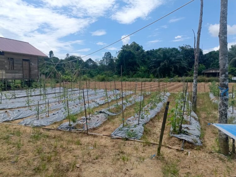 Ironi di Lumbung Pangan IKN: Saat Petani Kaltim “Mati” di Tengah Kemegahan