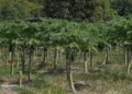 Bersama Agronomis, Bertani Efektif Hasilkan Panen Berlimpah