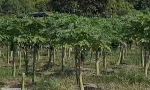 Bersama Agronomis, Bertani Efektif Hasilkan Panen Berlimpah