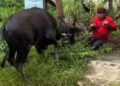 Tali Rapuh Putus, Sapi Kurban di Samarinda Mengamuk dan Kabur ke Permukiman Warga
