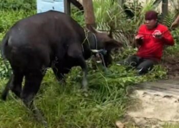 Tali Rapuh Putus, Sapi Kurban di Samarinda Mengamuk dan Kabur ke Permukiman Warga