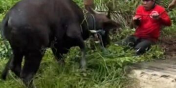 Tali Rapuh Putus, Sapi Kurban di Samarinda Mengamuk dan Kabur ke Permukiman Warga