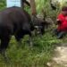 Tali Rapuh Putus, Sapi Kurban di Samarinda Mengamuk dan Kabur ke Permukiman Warga