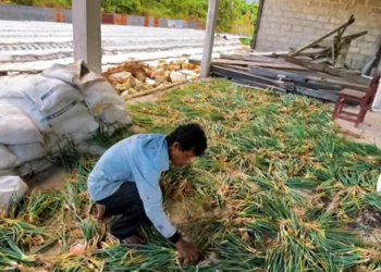 Dari Kandang Ayam ke Hamparan Harapan, Kisah Inspiratif Pak Bachtiar Menekuni Pertanian