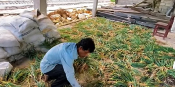 Dari Kandang Ayam ke Hamparan Harapan, Kisah Inspiratif Pak Bachtiar Menekuni Pertanian