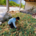 Dari Kandang Ayam ke Hamparan Harapan, Kisah Inspiratif Pak Bachtiar Menekuni Pertanian