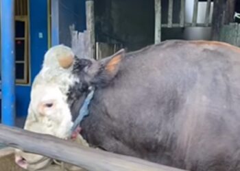  “Bejo”, Sapi Jumbo 1,07 Ton Pilihan Presiden Prabowo di Samarinda