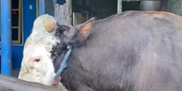  “Bejo”, Sapi Jumbo 1,07 Ton Pilihan Presiden Prabowo di Samarinda