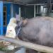  “Bejo”, Sapi Jumbo 1,07 Ton Pilihan Presiden Prabowo di Samarinda
