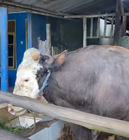 “Bejo”, Sapi Jumbo 1,07 Ton Pilihan Presiden Prabowo di Samarinda