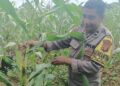 Sinergi Polri dan Petani, Bhabinkamtibmas Polresta Samarinda Sukses Gerakkan Budidaya Jagung untuk Ketahanan Pangan
