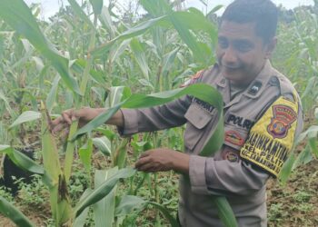 Sinergi Polri dan Petani, Bhabinkamtibmas Polresta Samarinda Sukses Gerakkan Budidaya Jagung untuk Ketahanan Pangan