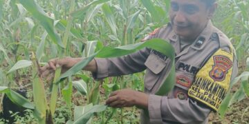Sinergi Polri dan Petani, Bhabinkamtibmas Polresta Samarinda Sukses Gerakkan Budidaya Jagung untuk Ketahanan Pangan