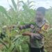 Sinergi Polri dan Petani, Bhabinkamtibmas Polresta Samarinda Sukses Gerakkan Budidaya Jagung untuk Ketahanan Pangan