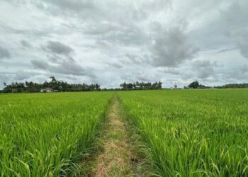 Langkah Nyata Kaltim Amankan Pangan dan Hunian Layak  dengan Menjaga Sawah
