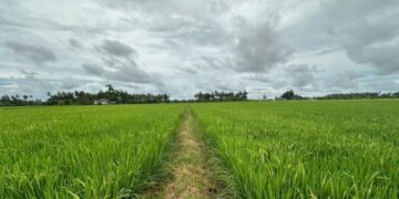 Langkah Nyata Kaltim Amankan Pangan dan Hunian Layak  dengan Menjaga Sawah