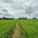 Langkah Nyata Kaltim Amankan Pangan dan Hunian Layak  dengan Menjaga Sawah