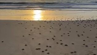80 Tukik di lepaskan di Pantai DEB,  Titip Harapan untuk Kelestarian Laut Kota Minyak