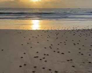 80 Tukik di lepaskan di Pantai DEB, Titip Harapan untuk Kelestarian Laut Kota Minyak