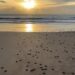 80 Tukik di lepaskan di Pantai DEB,  Titip Harapan untuk Kelestarian Laut Kota Minyak