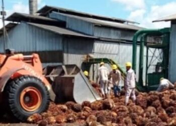 Minyak Sawit dan Harapan Baru untuk Kesejahteraan Petani di Daerah