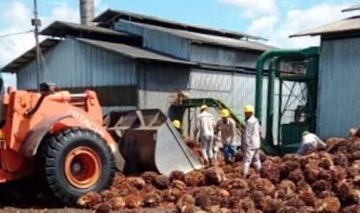 Minyak Sawit dan Harapan Baru untuk Kesejahteraan Petani di Daerah