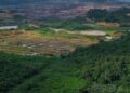 KRISIS EKOLOGIS: Orangutan Terdesak Masuk Permukiman, Warga Desa Tembangan Lembak Kehilangan Sumber Penghidupan