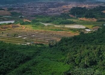 KRISIS EKOLOGIS: Orangutan Terdesak Masuk Permukiman, Warga Desa Tembangan Lembak Kehilangan Sumber Penghidupan