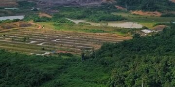 KRISIS EKOLOGIS: Orangutan Terdesak Masuk Permukiman, Warga Desa Tembangan Lembak Kehilangan Sumber Penghidupan