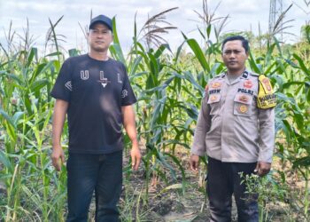 Jaga Ketahanan Pangan, Sentuhan Polri di Balik Hamparan 12 Hektare Jagung Ipil