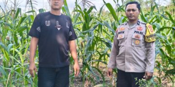 Jaga Ketahanan Pangan, Sentuhan Polri di Balik Hamparan 12 Hektare Jagung Ipil