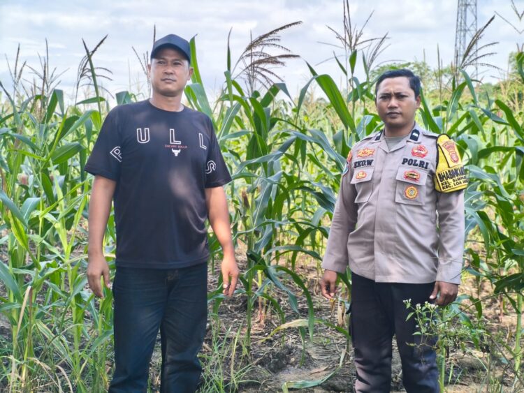 Jaga Ketahanan Pangan, Sentuhan Polri di Balik Hamparan 12 Hektare Jagung Ipil