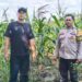 Jaga Ketahanan Pangan, Sentuhan Polri di Balik Hamparan 12 Hektare Jagung Ipil