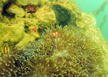 Pesona Batu Reggae hingga Garden Reef, Alasan Kamu Harus Diving di Muara Badak