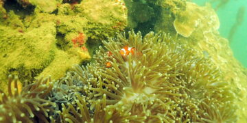 Pesona Batu Reggae hingga Garden Reef, Alasan Kamu Harus Diving di Muara Badak
