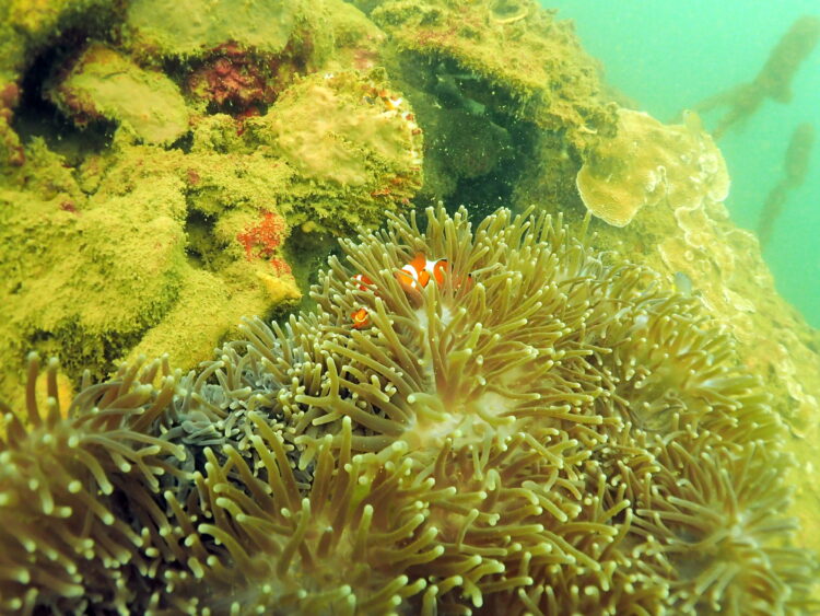 Pesona Batu Reggae hingga Garden Reef, Alasan Kamu Harus Diving di Muara Badak