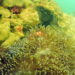 Pesona Batu Reggae hingga Garden Reef, Alasan Kamu Harus Diving di Muara Badak