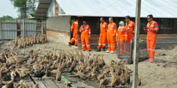 PHM Manfaatkan Sampah Organik Sisa Makanan Pekerja untuk Pakan Ternak Masyarakat