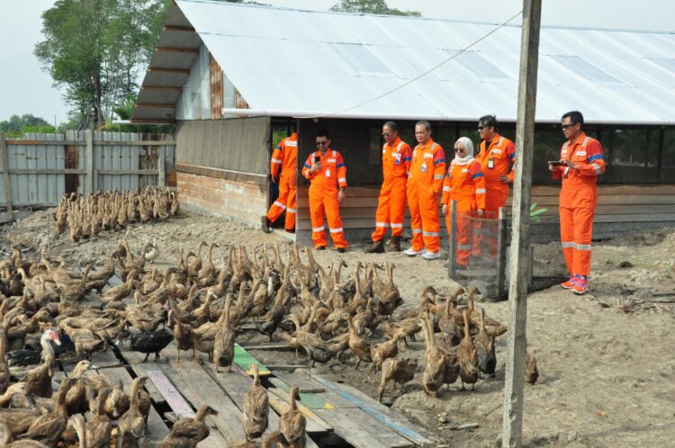 PHM Manfaatkan Sampah Organik Sisa Makanan Pekerja untuk Pakan Ternak Masyarakat