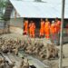 PHM Manfaatkan Sampah Organik Sisa Makanan Pekerja untuk Pakan Ternak Masyarakat