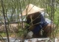 Petani Lombok di Tanah Datar Kukar Terpaksa Gagal Panen Akibat Hama