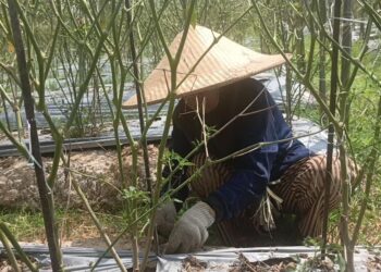 Petani Lombok di Tanah Datar Kukar Terpaksa Gagal Panen Akibat Hama
