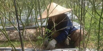 Petani Lombok di Tanah Datar Kukar Terpaksa Gagal Panen Akibat Hama
