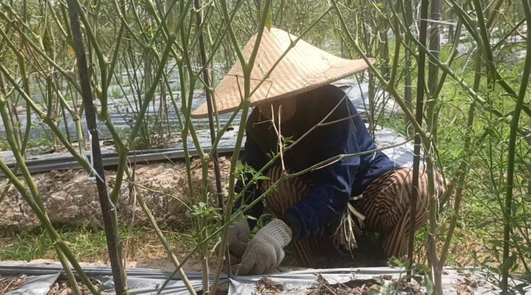 Petani Lombok di Tanah Datar Kukar Terpaksa Gagal Panen Akibat Hama