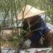 Petani Lombok di Tanah Datar Kukar Terpaksa Gagal Panen Akibat Hama