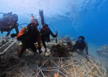 Merajut Masa Depan Bawah Laut Pulau Miang, Warisan Karang untuk Anak Cucu Kita