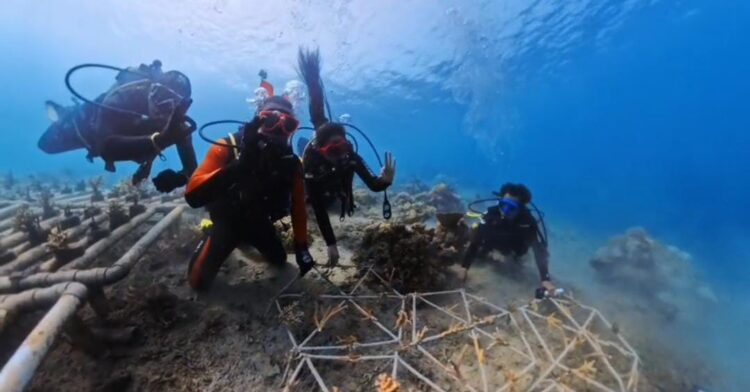 Merajut Masa Depan Bawah Laut Pulau Miang, Warisan Karang untuk Anak Cucu Kita