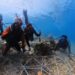 Merajut Masa Depan Bawah Laut Pulau Miang, Warisan Karang untuk Anak Cucu Kita