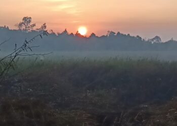 Saat Angin Kencang Kembali Menghidupkan Bara Api di Lahan Gambut di Pendingin